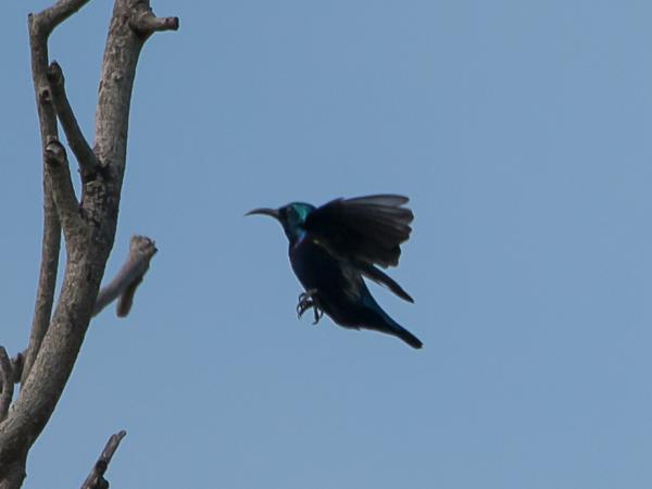 <h3><a href="/trips/srilanka/biota/animalia/chordata/aves/040 passeriformes/112 nectariniidae/cinnyris asiaticus/cinnyris asiaticus-nl.html">Cinnyris&nbsp;asiaticus</a> / Purple&nbsp;sunbird / Purperhoningzuiger</h3>NIKON D500 met AF-S Nikkor 80-400mm f/4.5-5.6G ED VR, 1/4000 sec  bij F5.6, ISO 320, afstand 26.6&nbsp;m